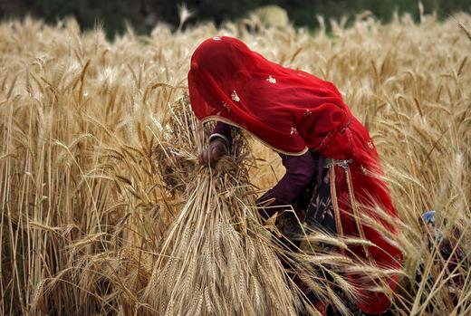 India to harvest record rice, wheat crops – THE OPEN VIEW